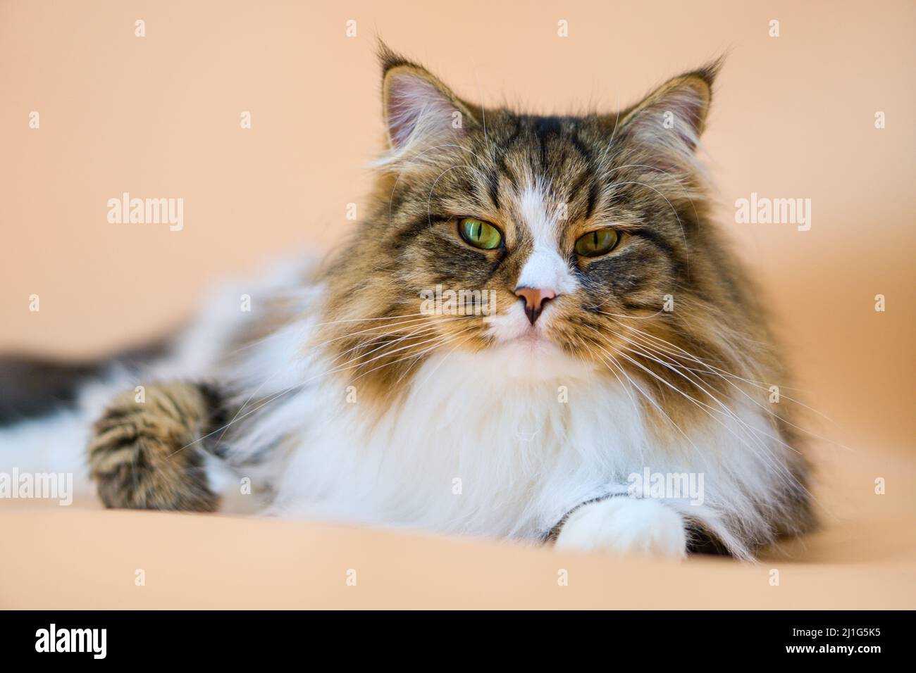 Alvin - Big Siberian cat on colored background Stock Photo