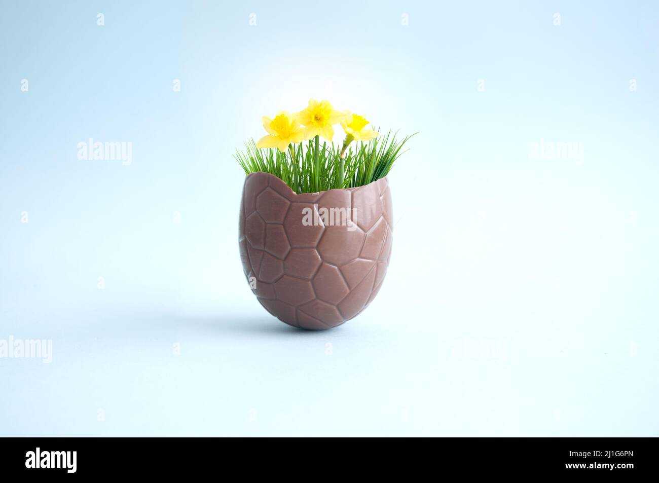 Open chocolate easter egg with spring growth daffodils Stock Photo
