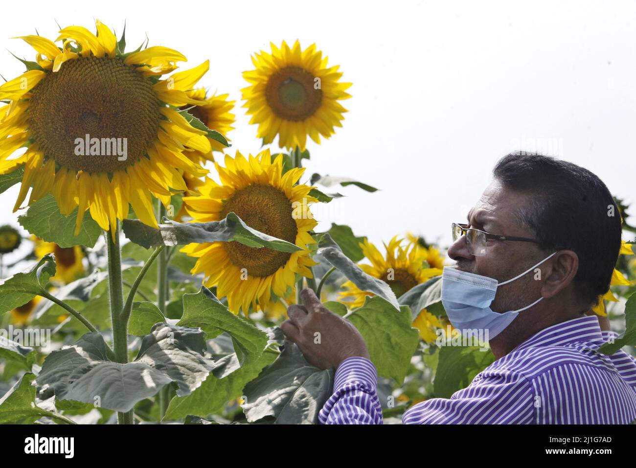 A man holds a sunflower inside the field, Farmers has increased the
