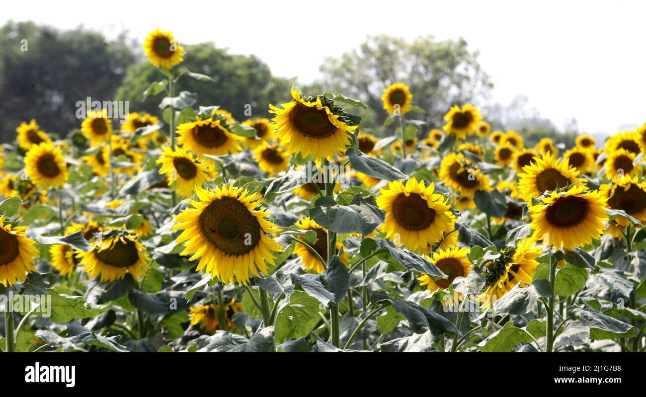 Detail of sunflower field, Farmers has increased the production of the