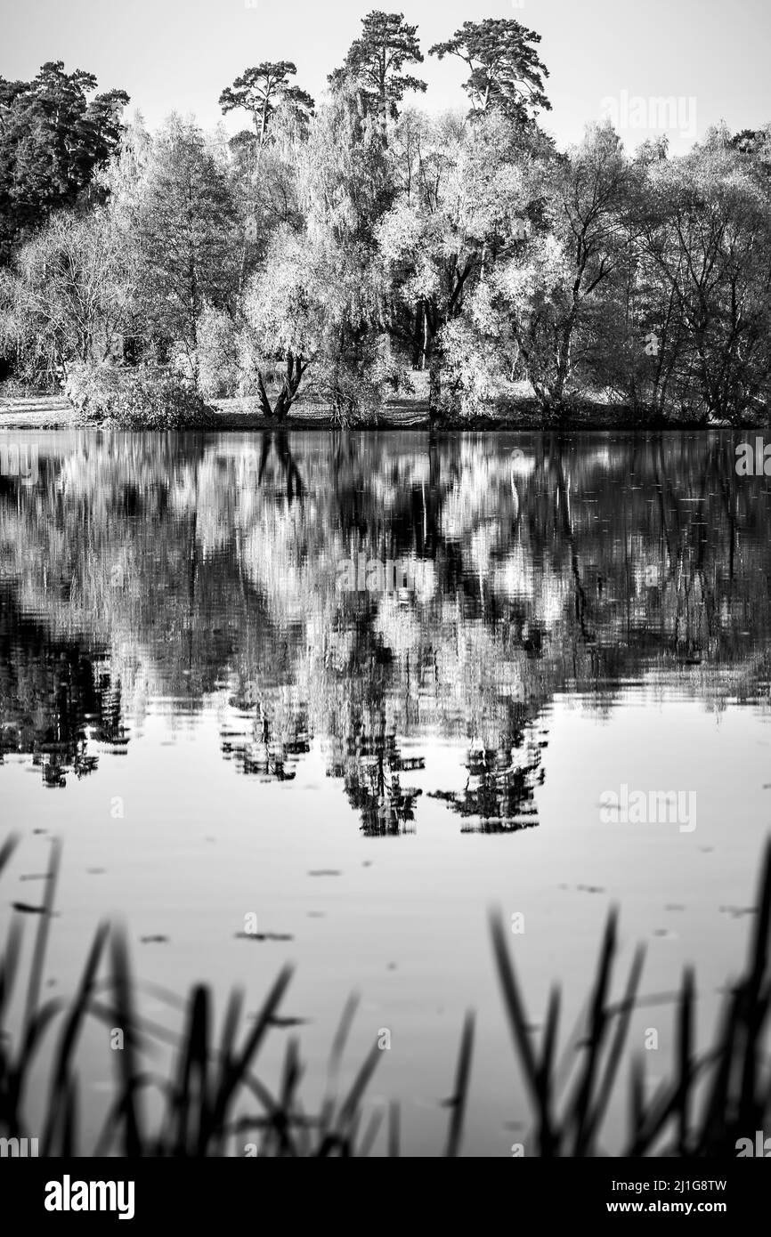 Trees by the water in the autumn - Black and white landscape, nature Stock Photo