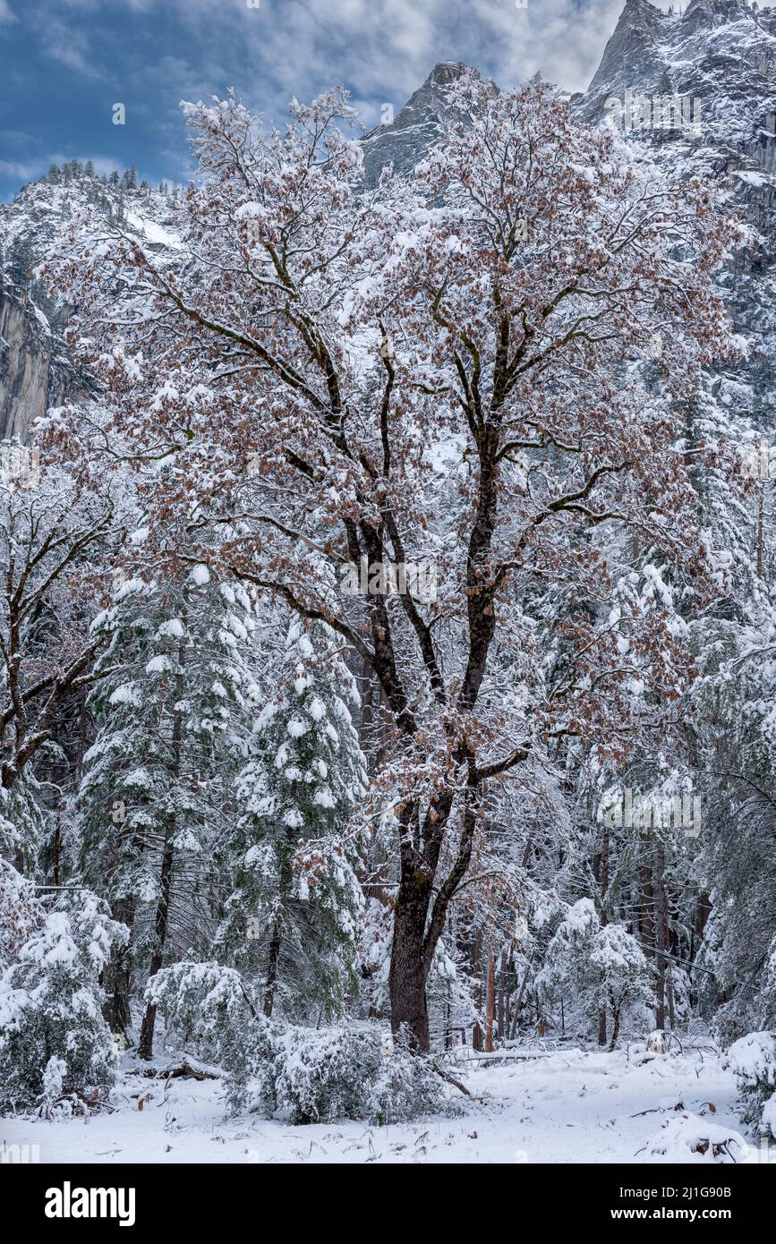 Trees covered with snow after a storm in Yosemite National Park Stock ...