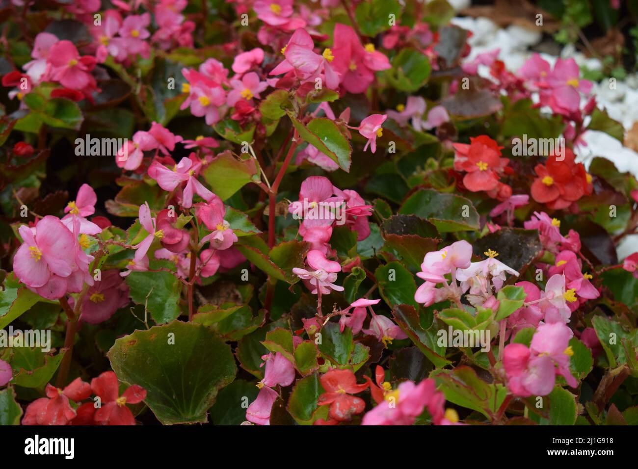 Pink Begonia semperflorens. Wax Begonia (Begonia semperflorens Stock