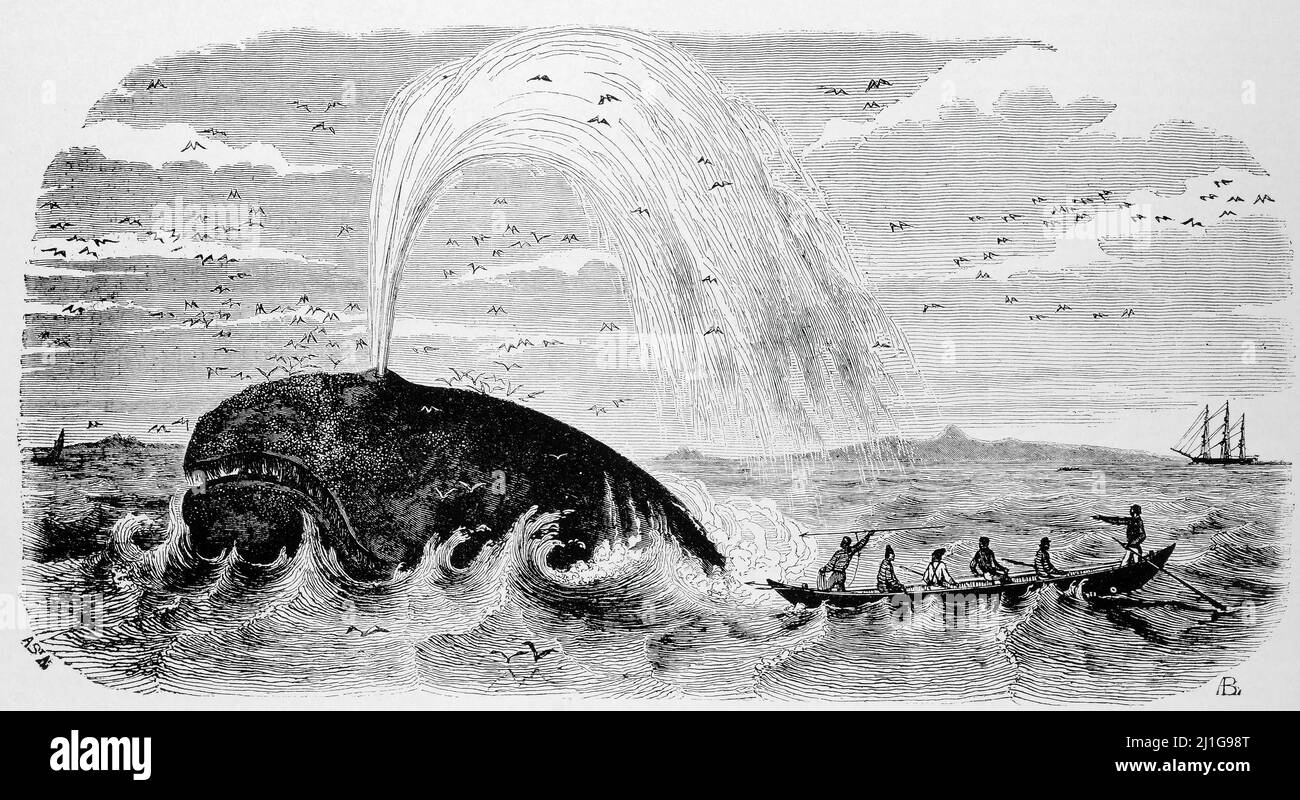 Eng translation " Attack of a whale. " Original in French