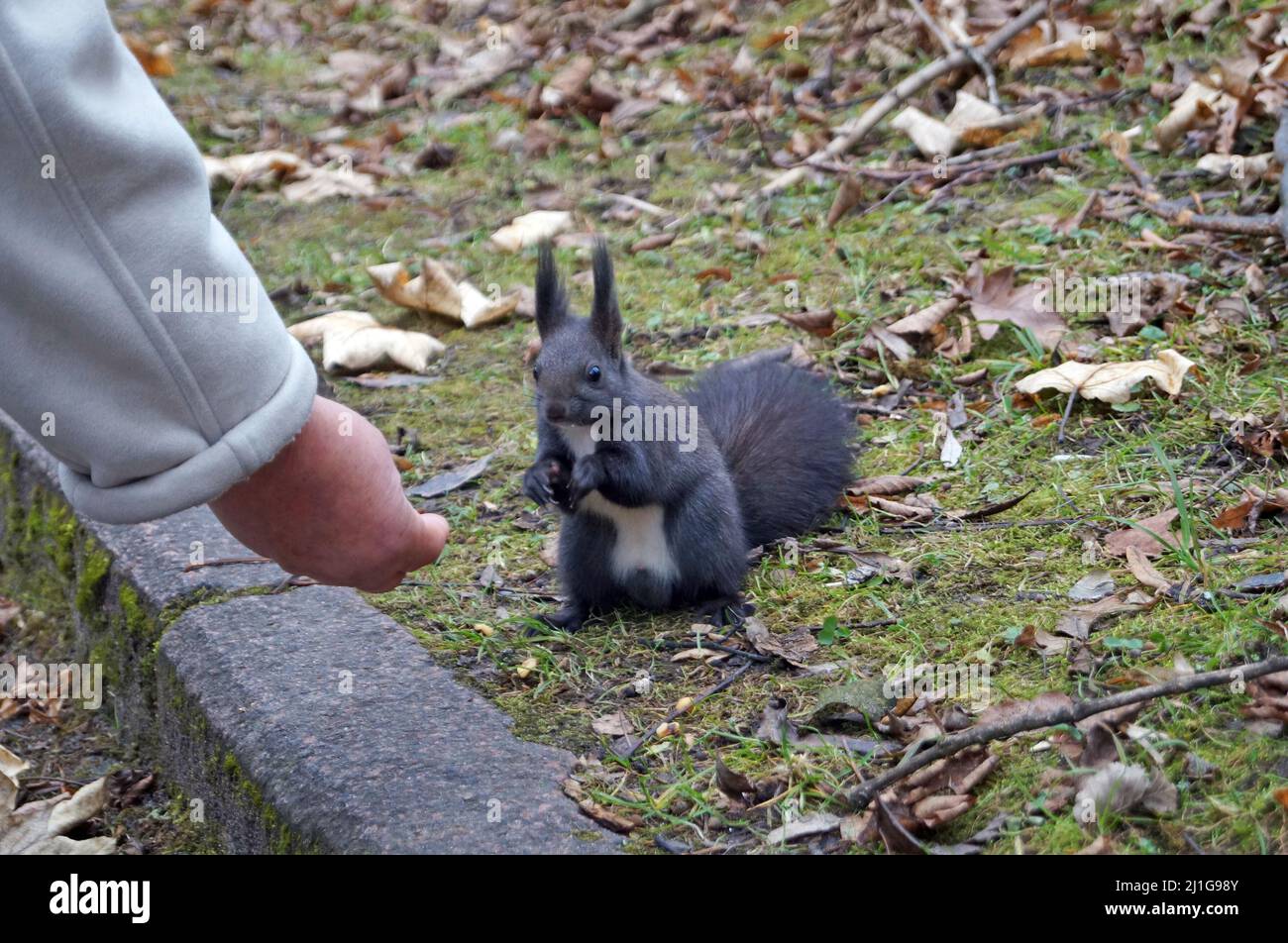 Squirrel with black fluffy fur eats nuts on an autumn day Stock Photo