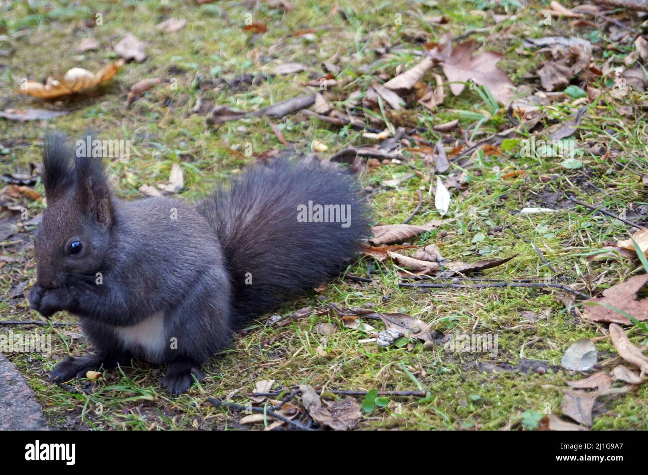 Squirrel with black fluffy fur eats nuts on an autumn day Stock Photo