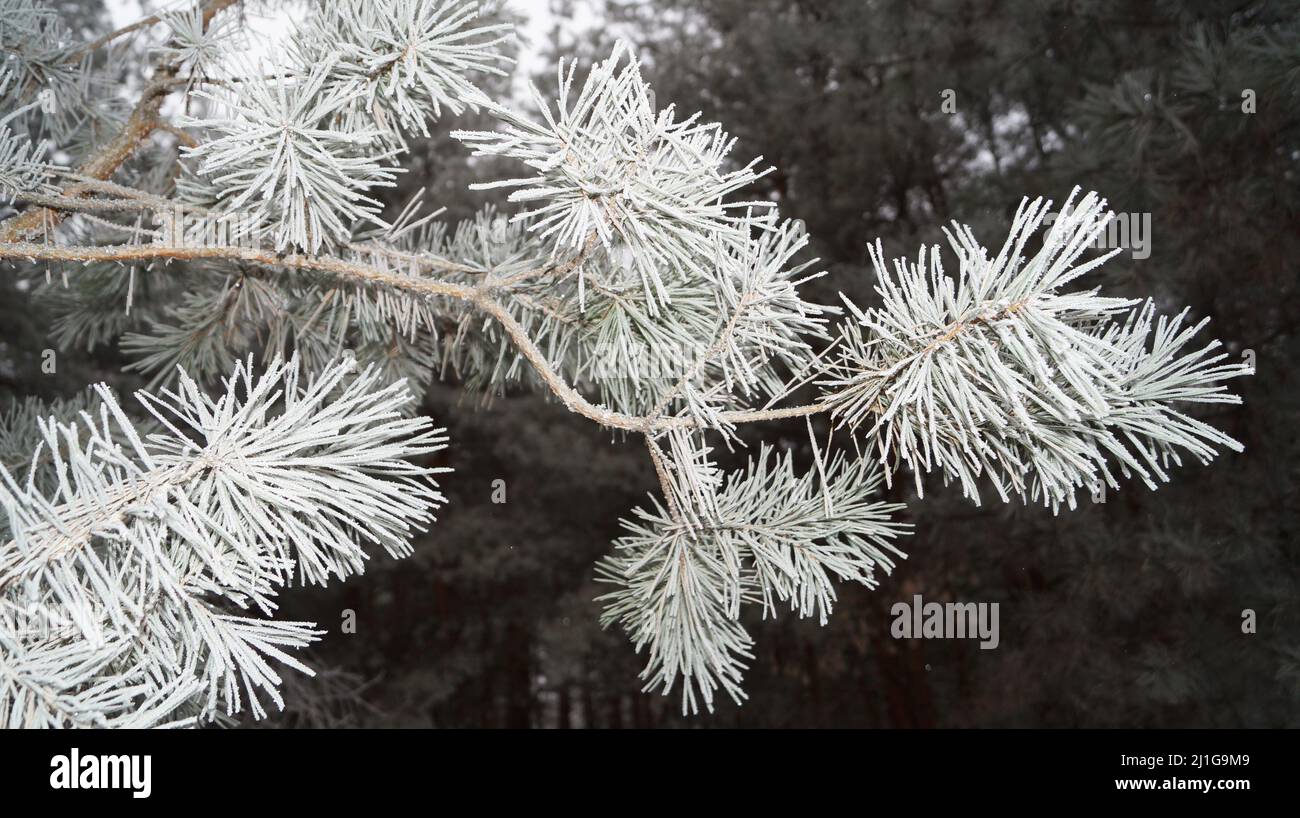 Pine branch with long needles covered with white snow on a frosty ...
