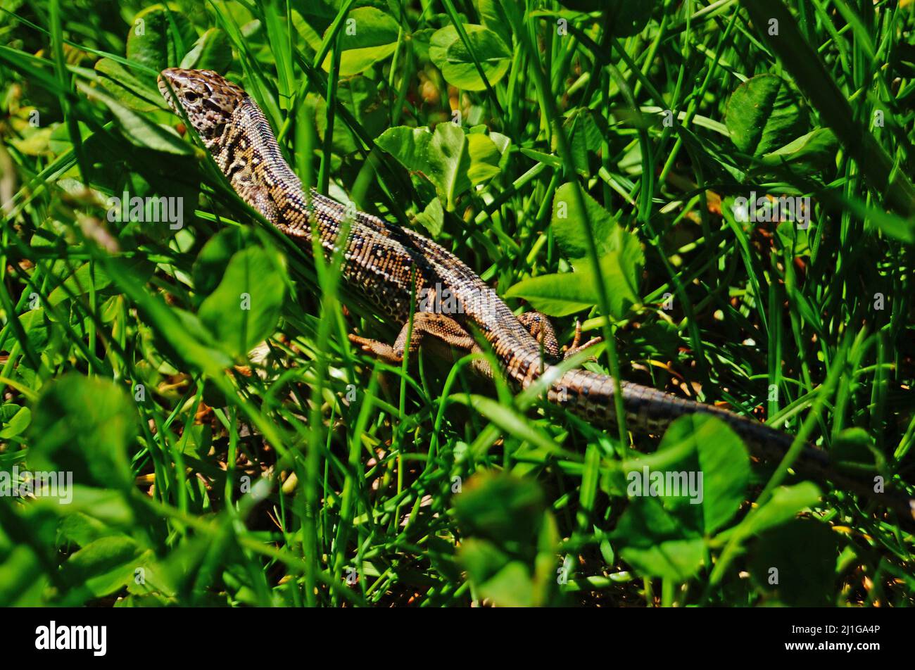 A lizard with shiny skin sits in the green grass on a sunny summer day Stock Photo