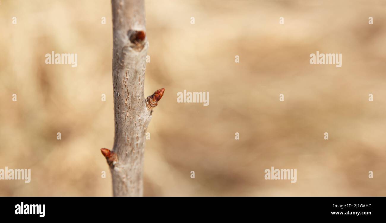 Early spring, buds begin to swell and bloom on fruit trees in garden Stock Photo