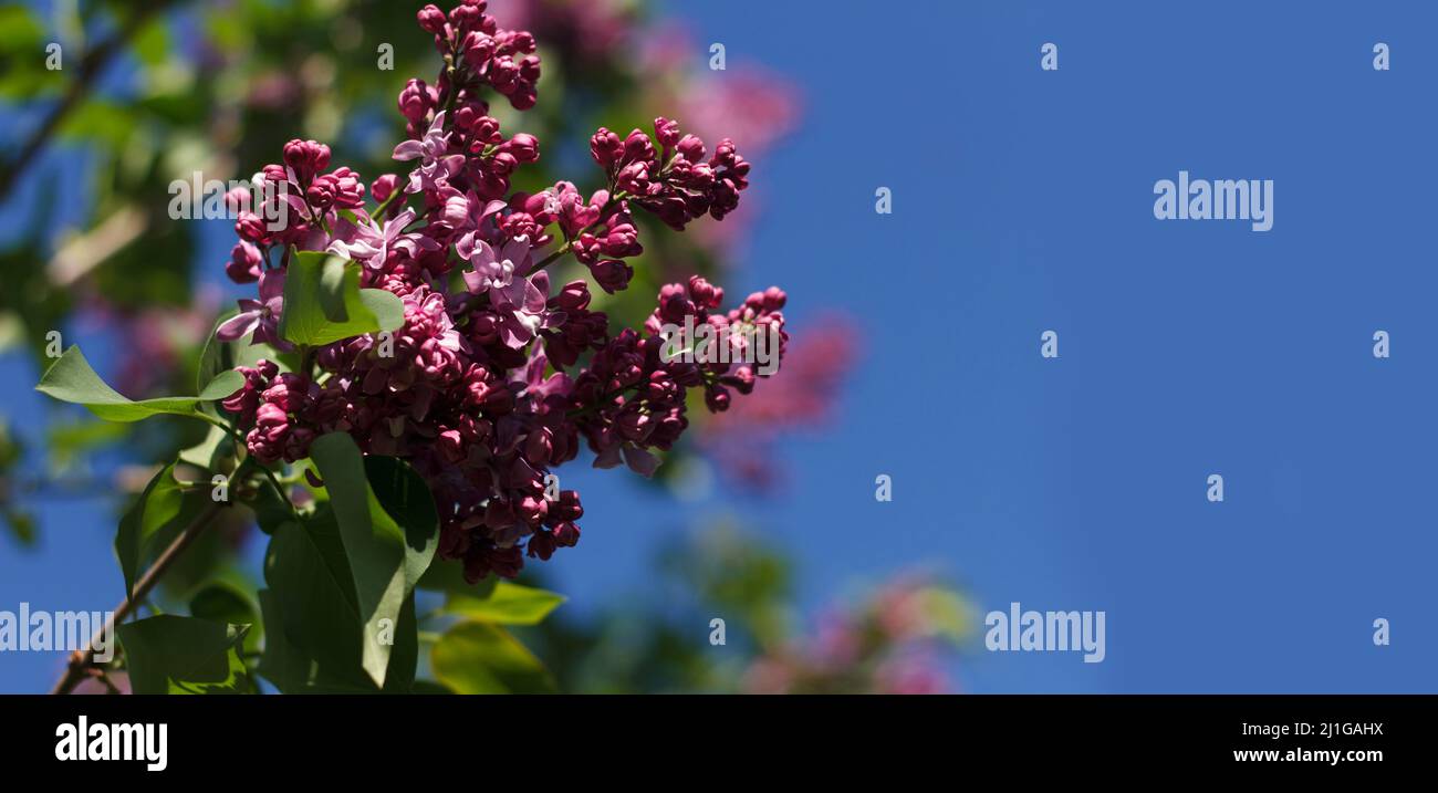Blossoming decorative lilac tree on a green background from leaves and blue sky. Banner Stock Photo