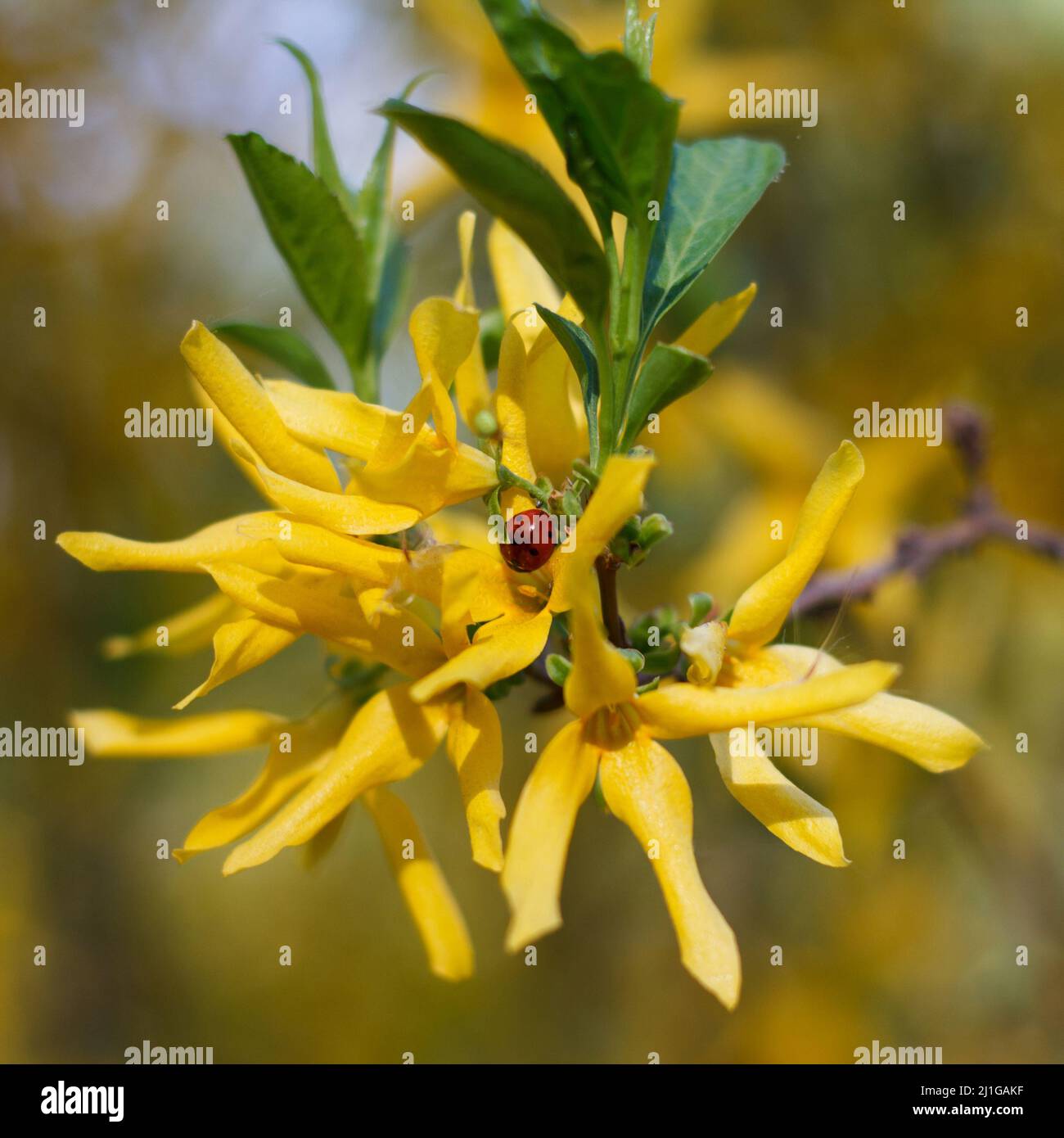 Forsiphy shrub tree beautifully flowering in yellow with an insect, ladybug in the park Stock Photo