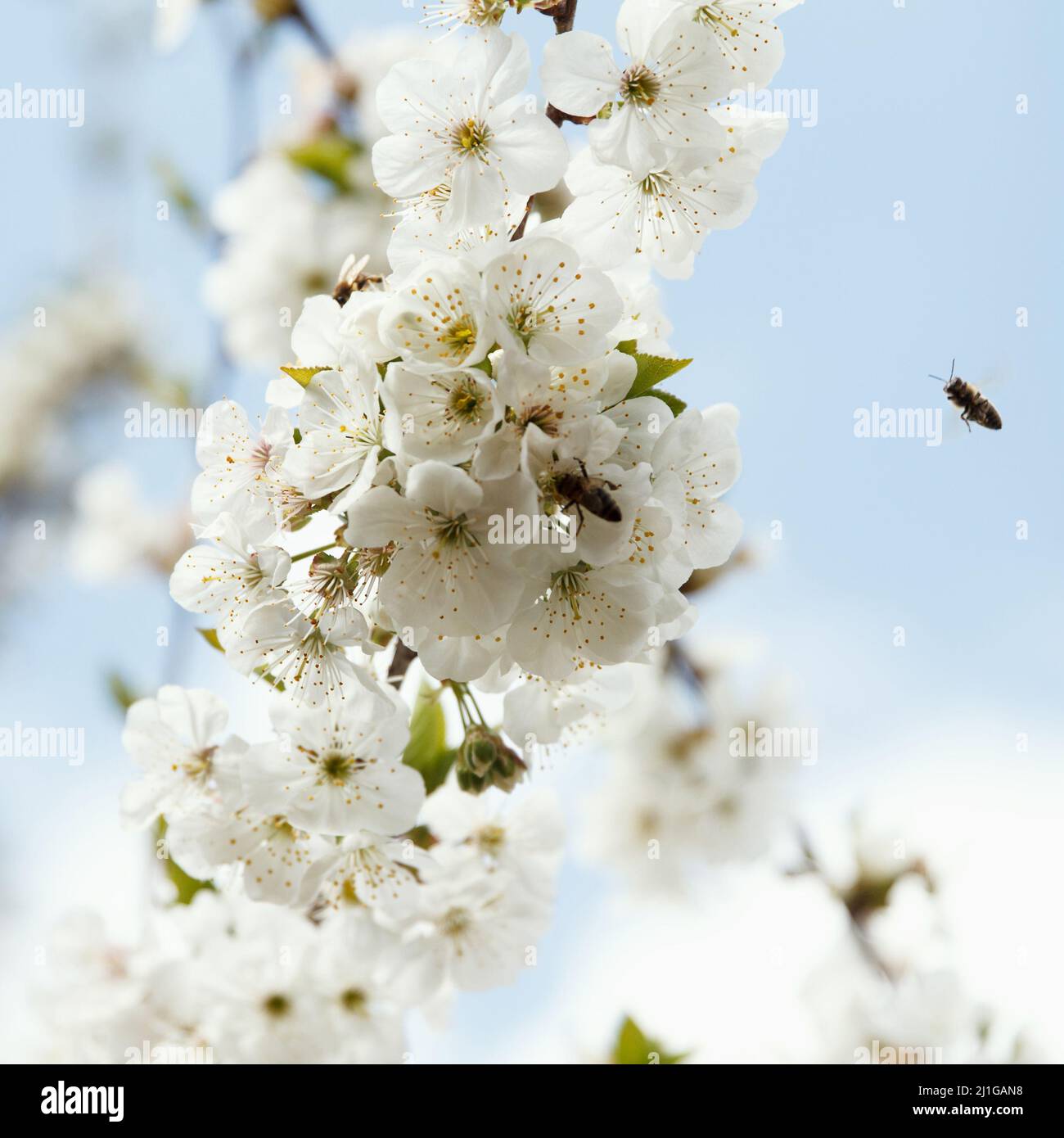 Beautiful spring blooming cherry tree, white flowers on background of the bue sky Stock Photo