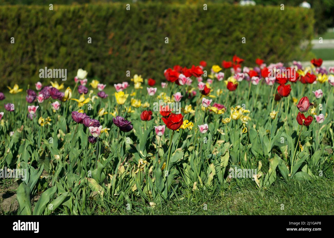 Landscape of multi-colored flowering tulips in spring garden against the backdrop of topiari yew Stock Photo