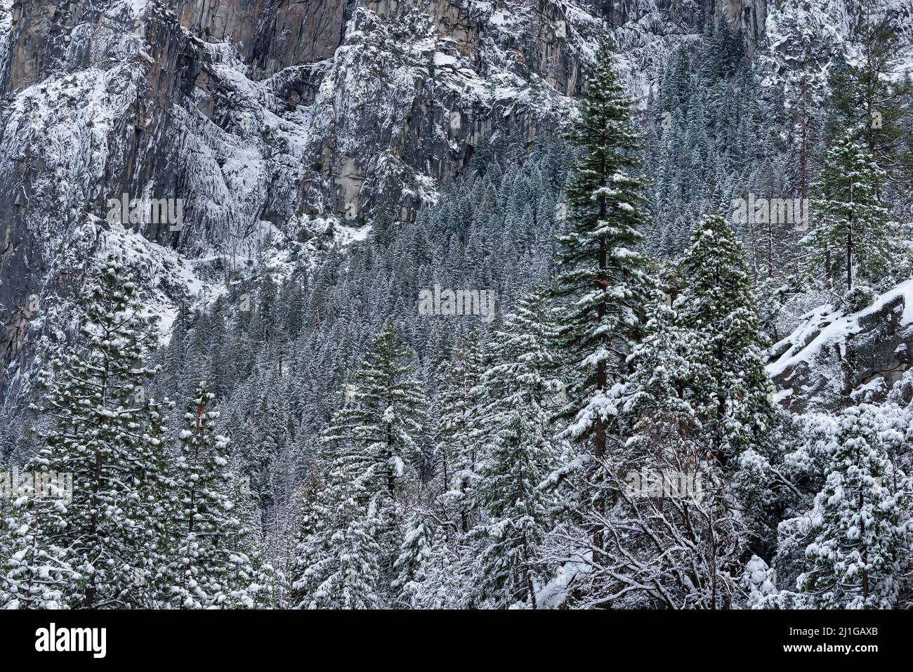 Trees covered with snow after a storm in Yosemite National Park Stock ...