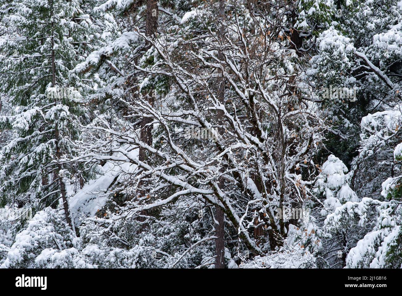 Trees covered with snow after a storm in Yosemite National Park Stock ...