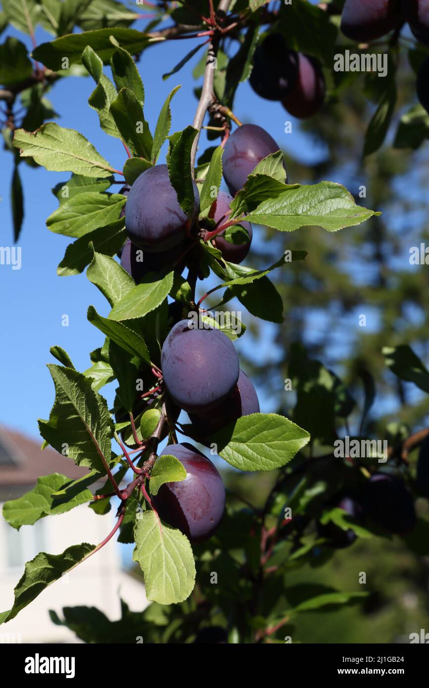 Victoria Plums growing on Tree in Garden Surrey England Stock Photo Alamy