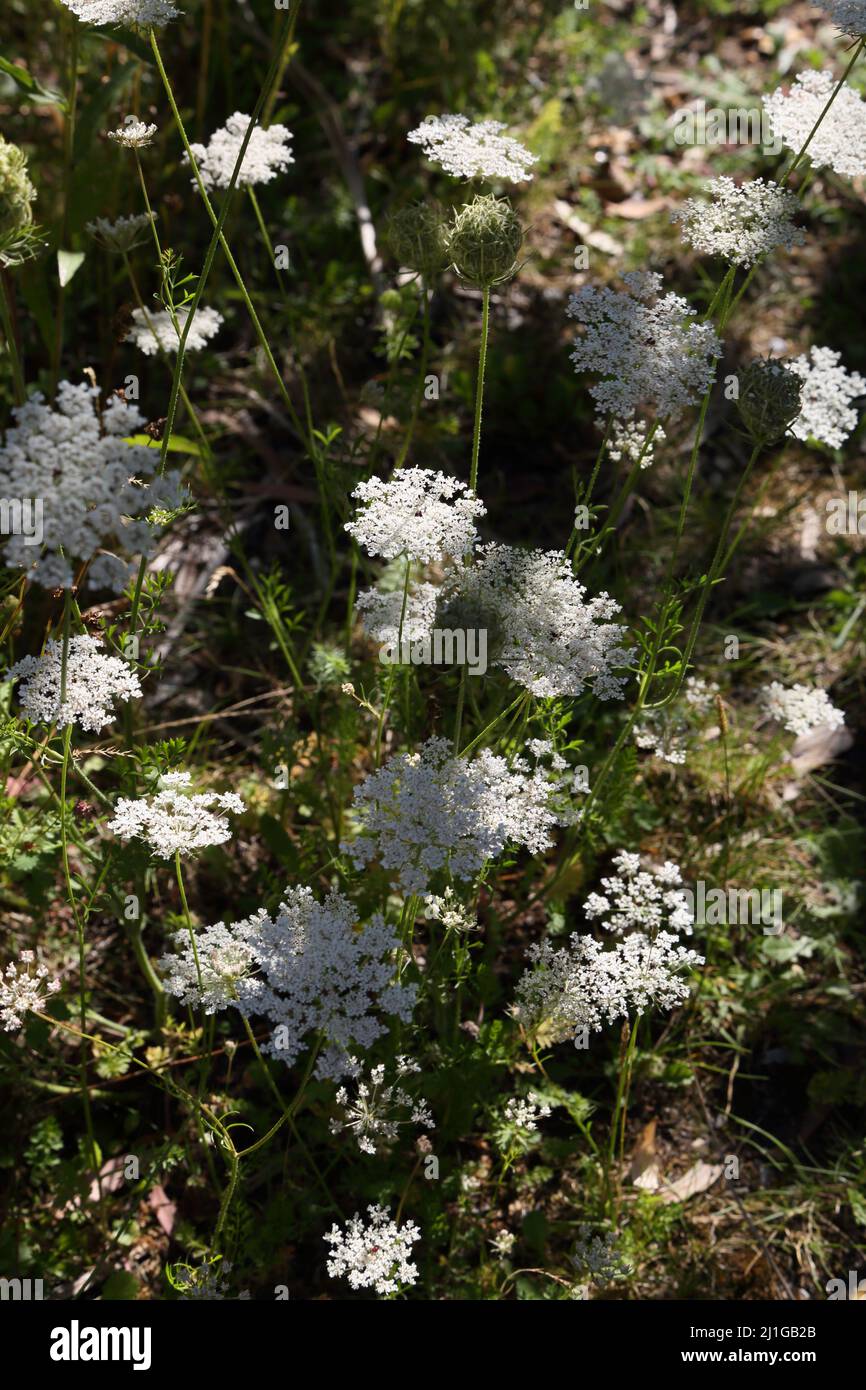 Cow Parsley Growing in Wild Meadow Garden Surrey England Stock Photo