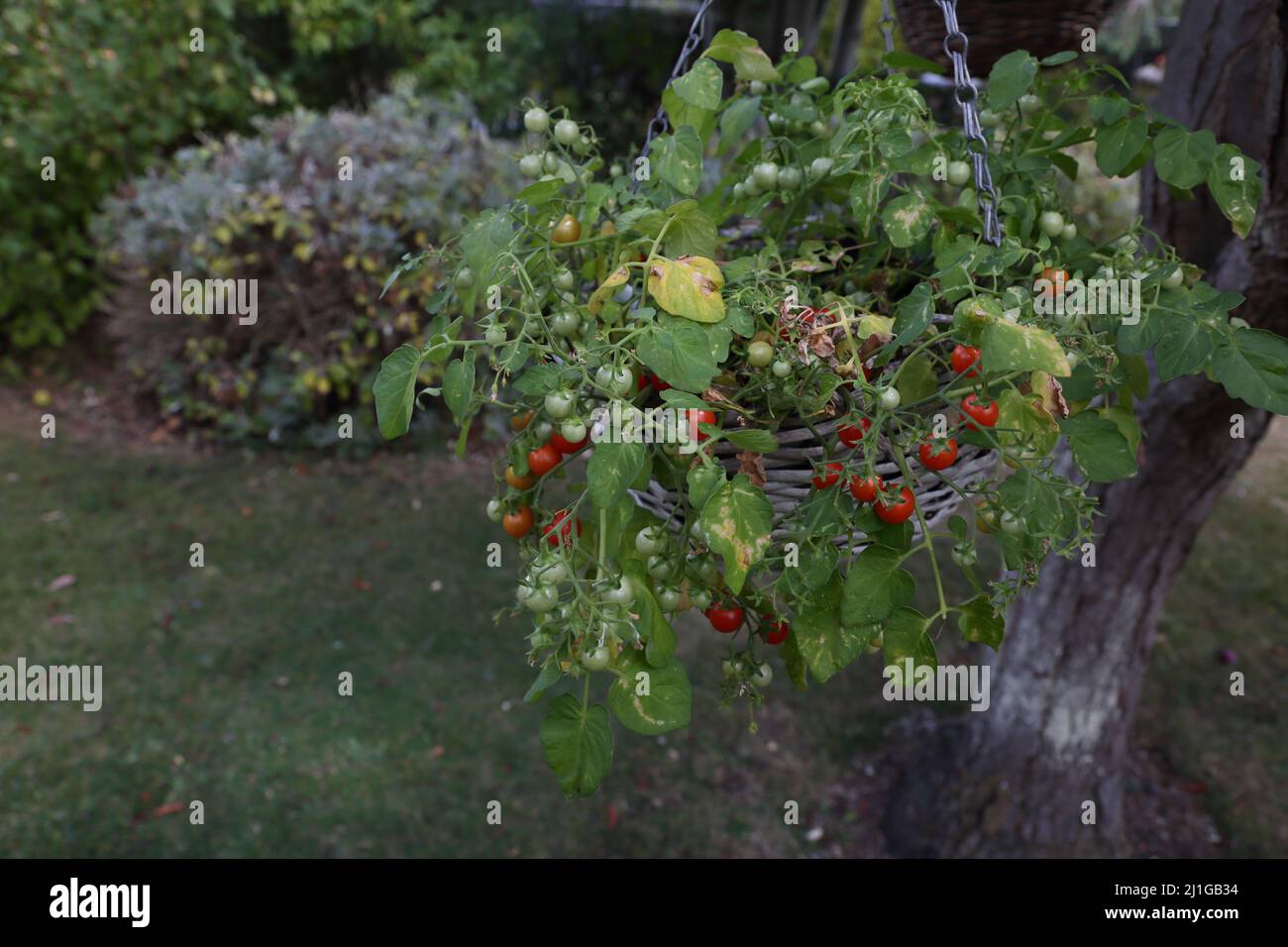 Tomato In Hanging Basket High Resolution Stock Photography and Images