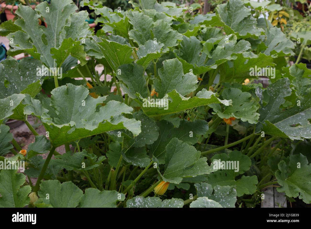Courgette courgettes hi-res stock photography and images - Alamy