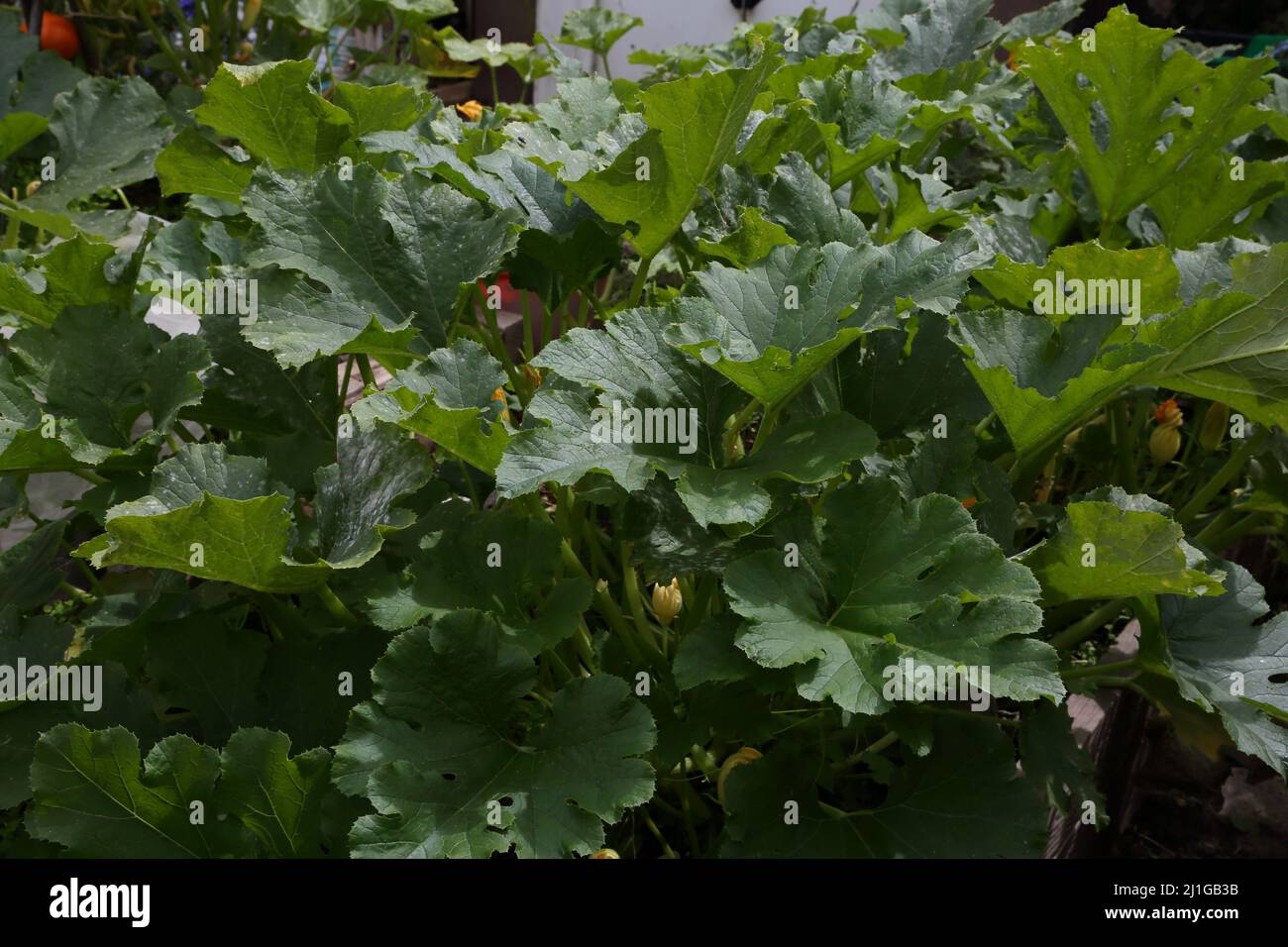 Courgette Plant Growing Stock Photo Alamy