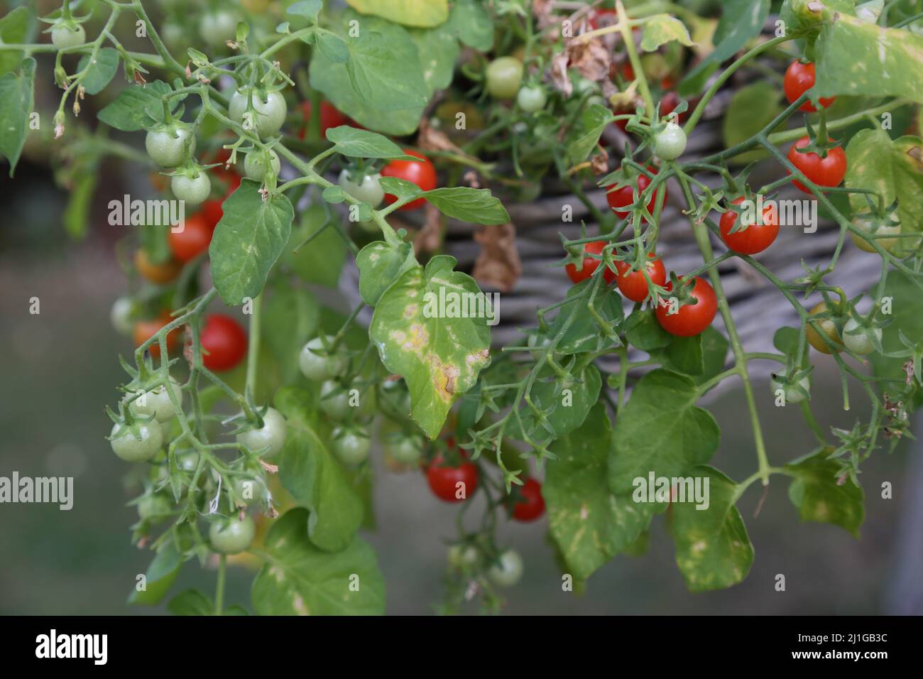 Tomato basket hanging hires stock photography and images Alamy