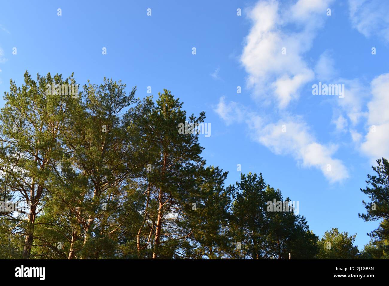 Fall leaves trees against blue sky. Autumn nature season landscape background. Copy space Stock Photo