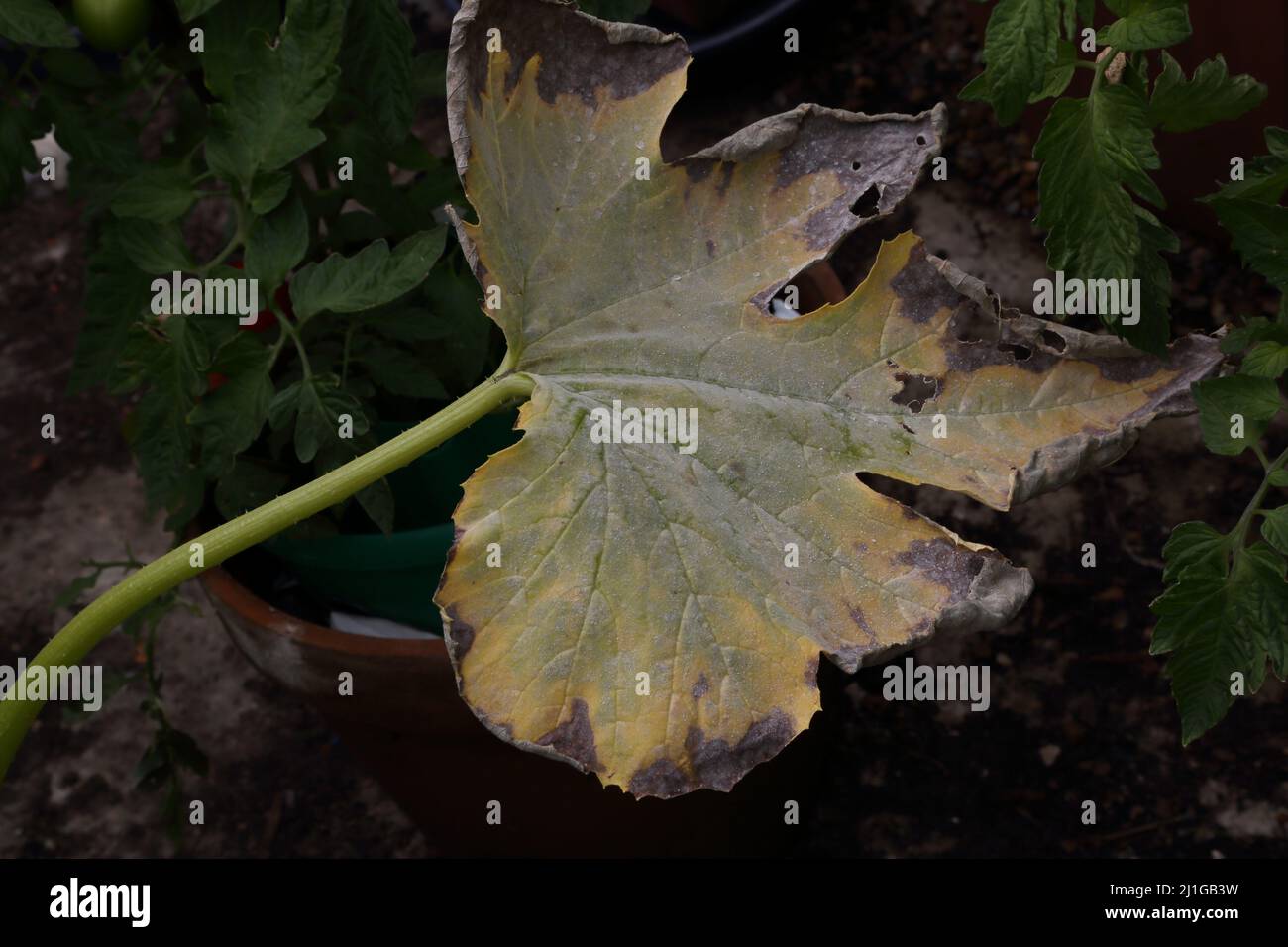 Courgette Leaff with Mildew Powdery Mildew, a classic courgette illness. Stock Photo