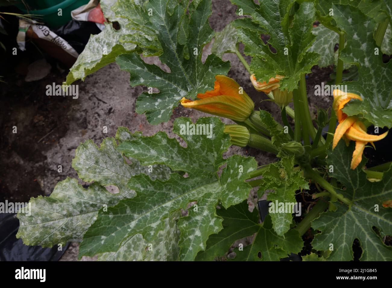 Courgette Plant Growing and Flowering Stock Photo Alamy