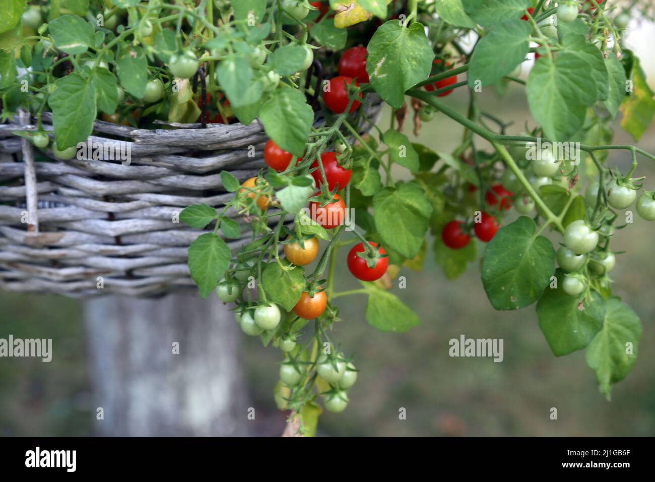 Tomato basket hanging hires stock photography and images Alamy