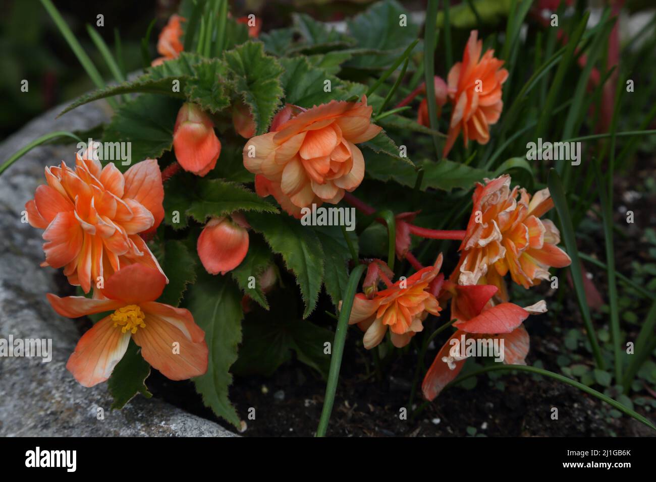 Orange Begonias Growing in Garden Surrey England Stock Photo