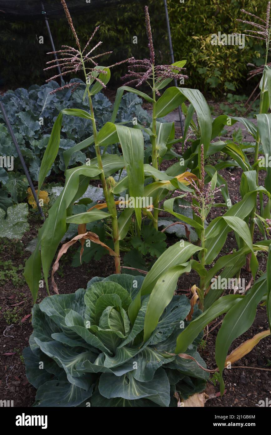 Sweetcorn and Greyhound Cabbage growing in Vegetable Plot Surrey England Stock Photo