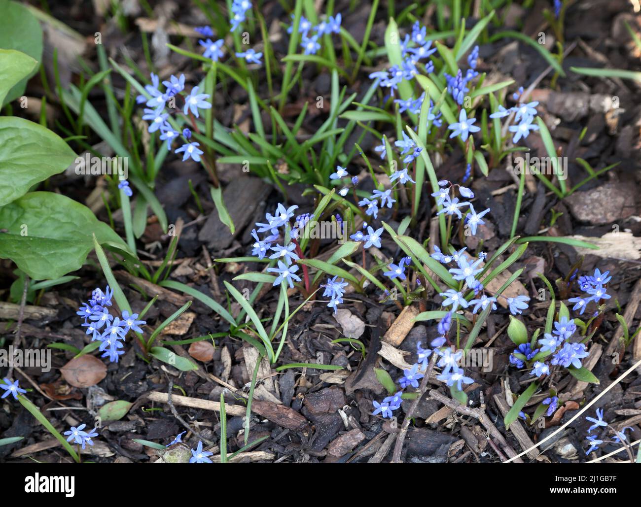 Forbes Glory-of-The-Snow (Scilla forbesii) Blue Star Shape Flowers Stock Photo