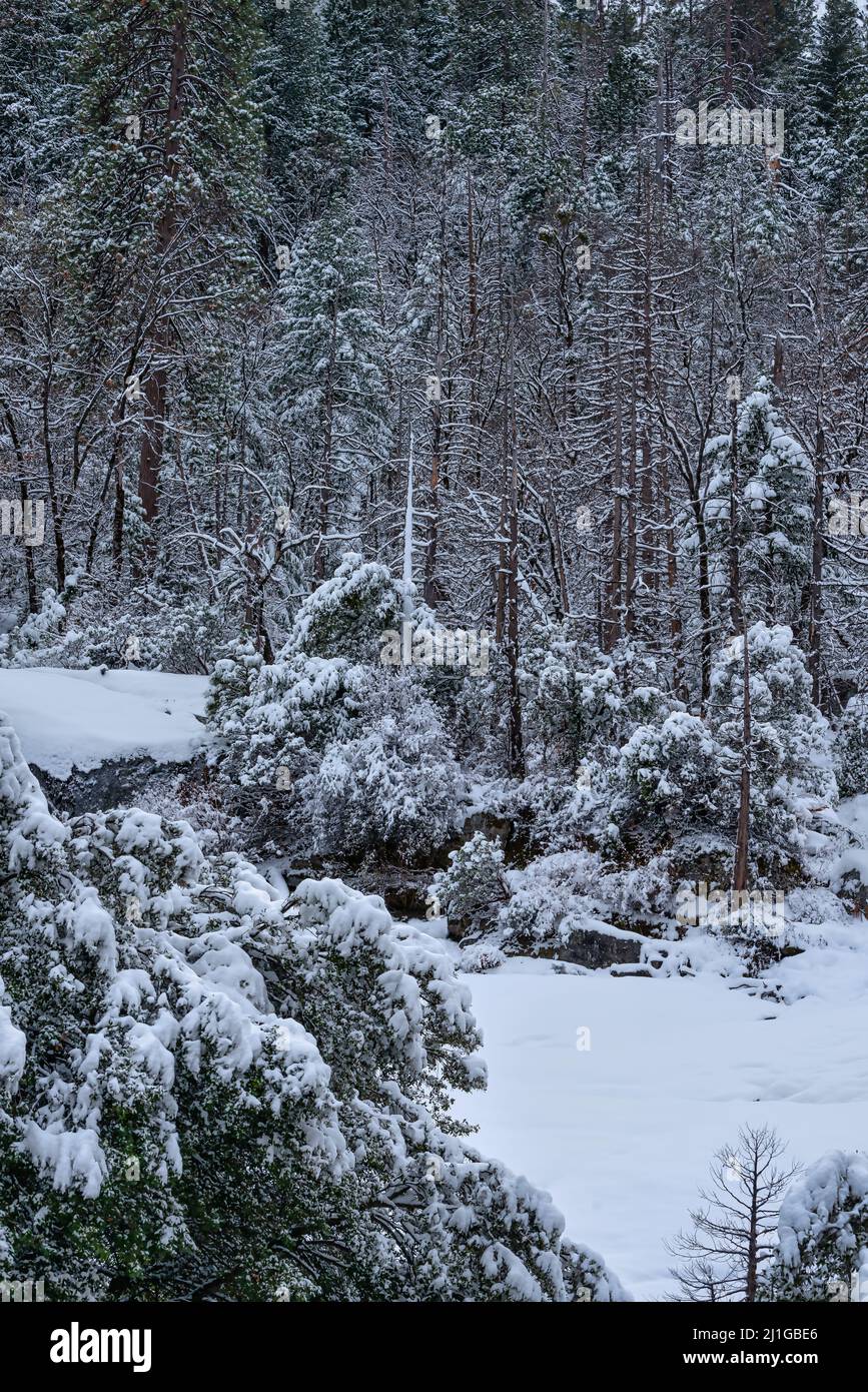 Trees covered with snow after a storm in Yosemite National Park Stock ...