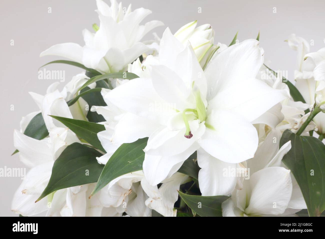 White lilies hires stock photography and images Alamy