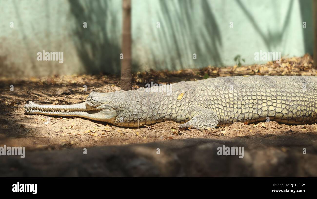 A shallow focus shot of a fish-eating crocodile (gavial), basking while laying on sand with blurred background Stock Photo