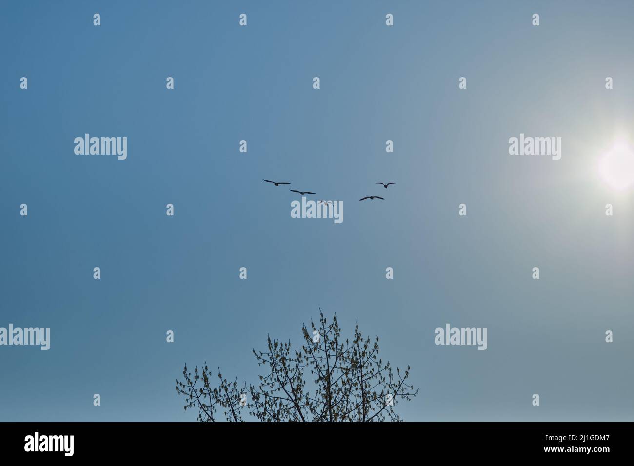 formation of five flying geese in backlight above some trees Stock Photo