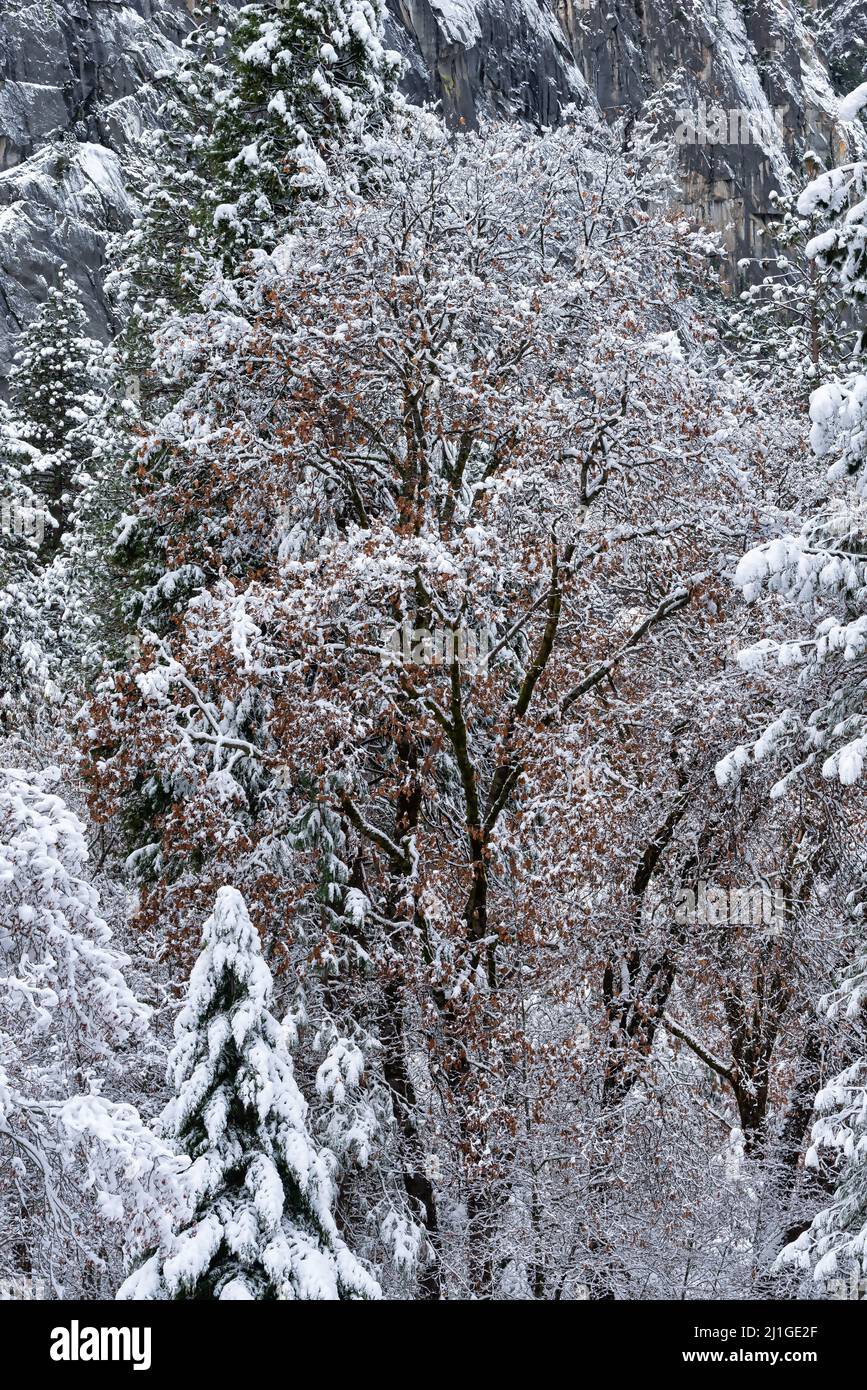 Trees covered with snow after a storm in Yosemite National Park Stock ...