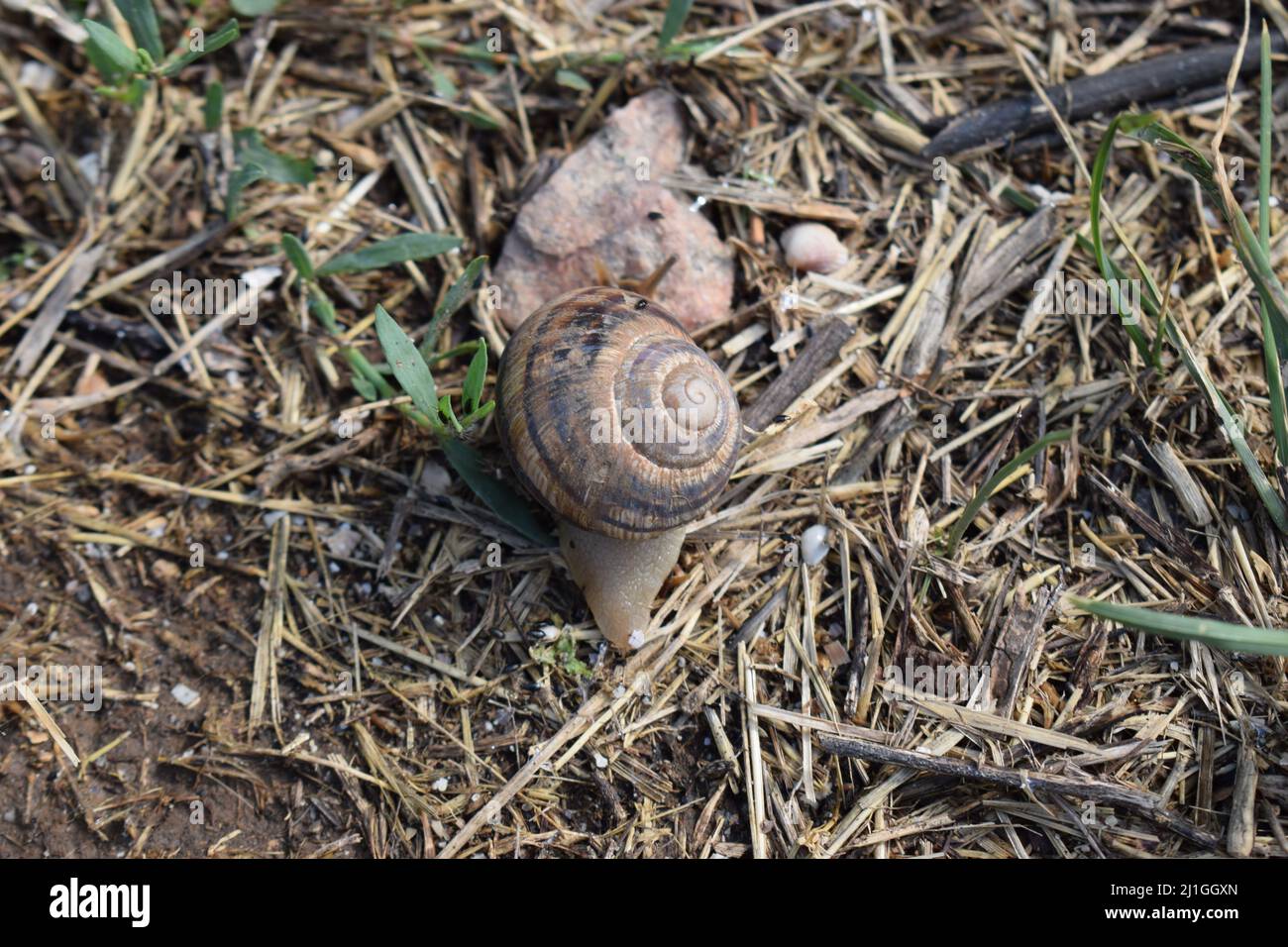 Close-up of a large snail, with a snail shell, crawling. Snail animal life in nature on the green grass. It is crawling find some food. Background and Stock Photo