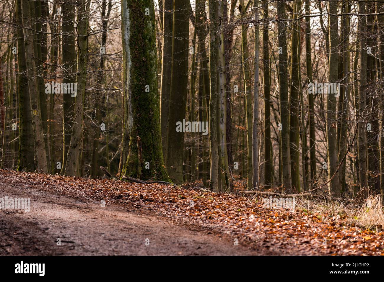 A dimly lit service road lined with leaves and trees in winter Stock Photo