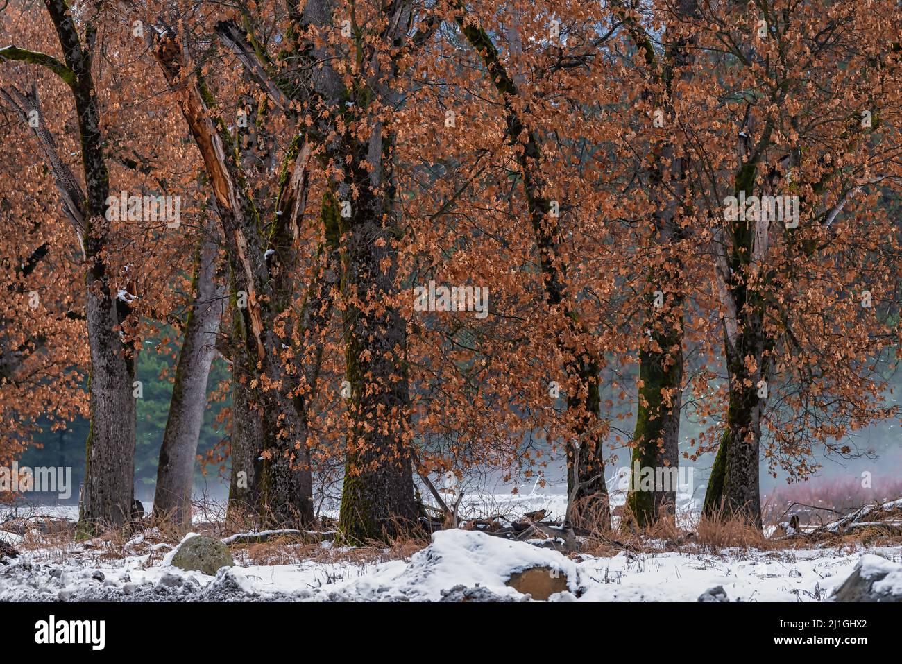 Black oak trees hi-res stock photography and images - Alamy
