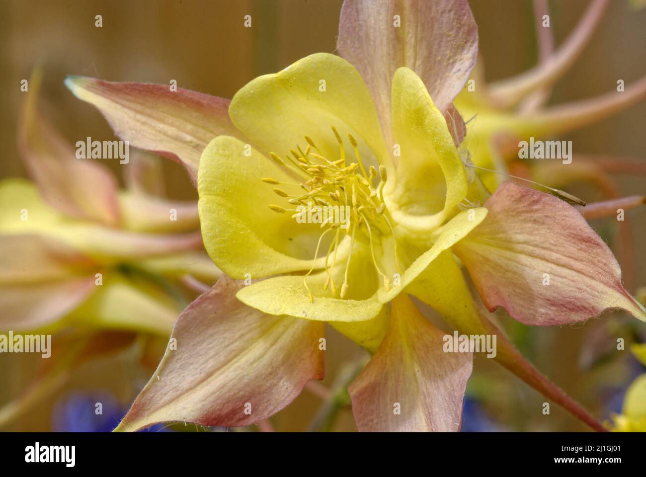 A closeup of a slightly fragrant Aquilegia chrysantha 'Yellow Queen' (Golden Columbine) Stock Photo