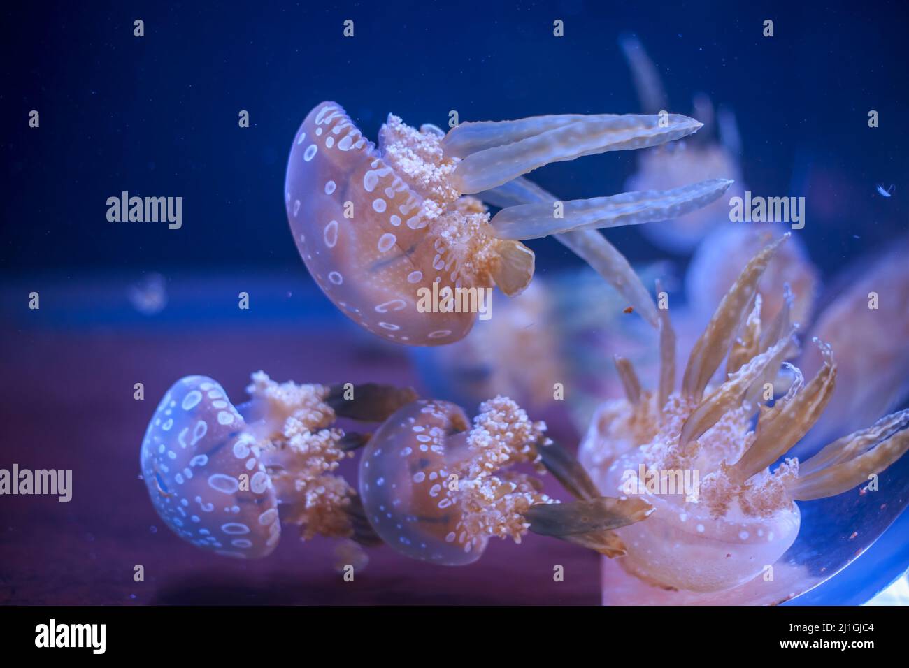 Swimming jellyfish in the water Stock Photo - Alamy