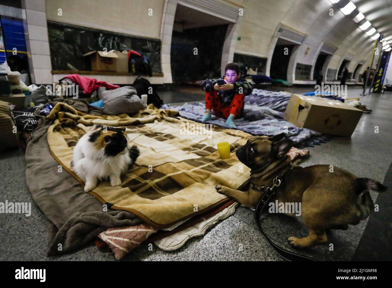Kyiv, Kyiv, Ukraine. 25th Mar, 2022. A cat and a dog react as a
