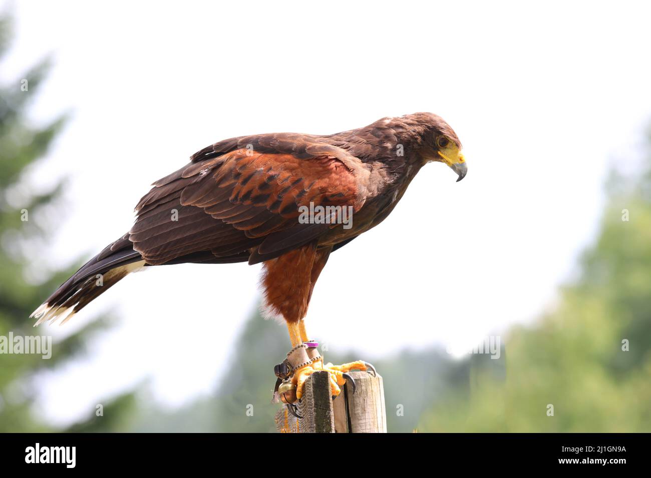 Harris buzzard resting on a perch in profile with a long yellow and gray beak Stock Photo