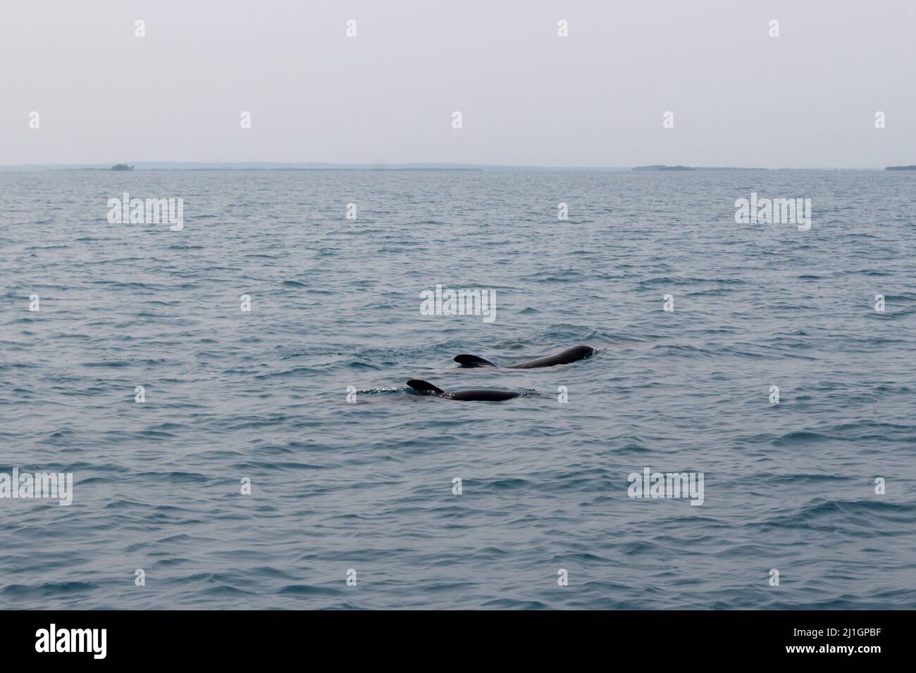 a pod of Atlantic bottlenose dolphin (Tursiops truncatus) near Abalone Caye, Port Honduras Marine Reserve, Belize on a misty morning Stock Photo