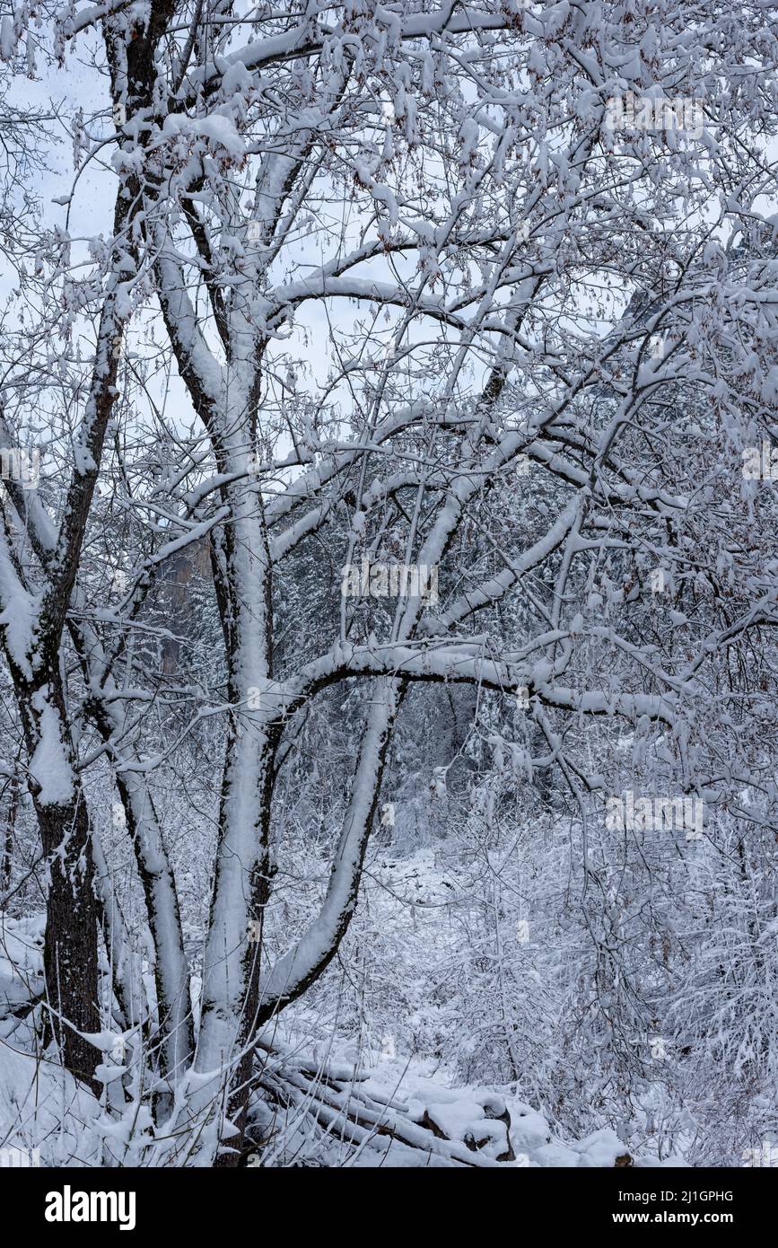 Trees covered with snow after a storm in Yosemite National Park Stock ...