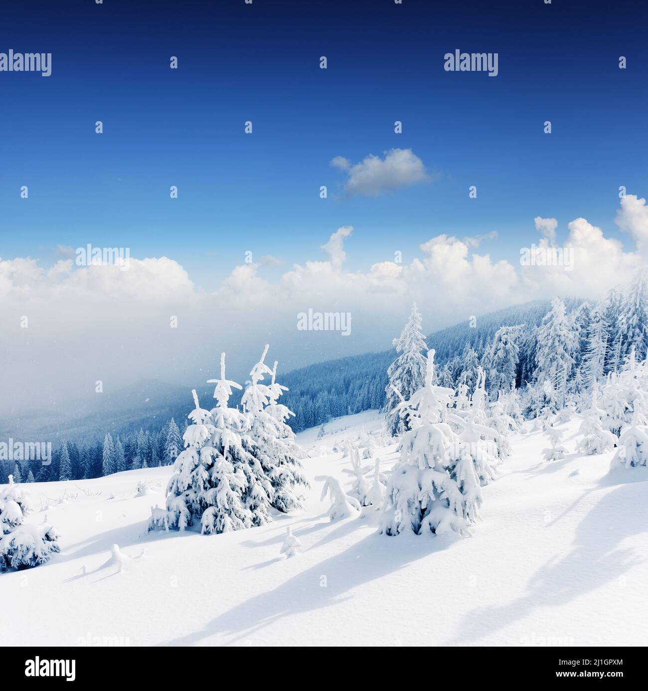 Beautiful winter landscape with snow covered trees Stock Photo - Alamy