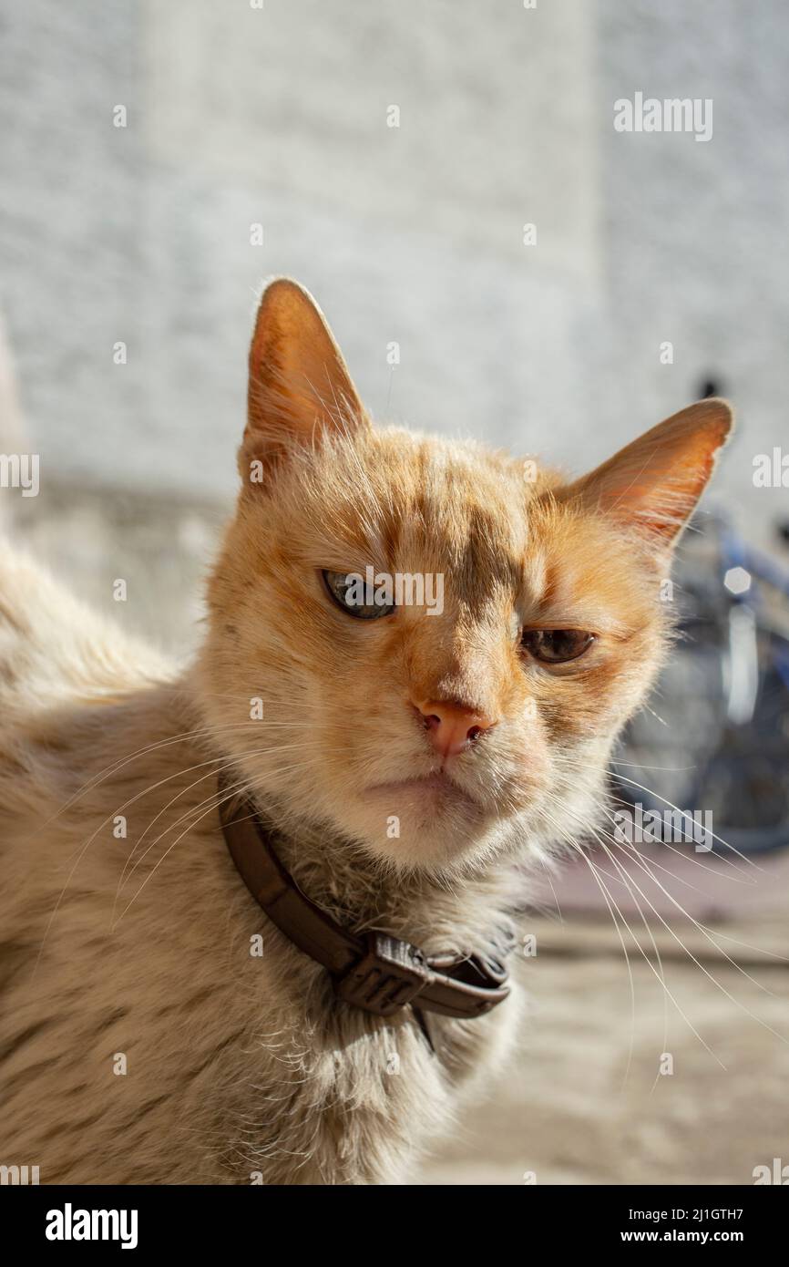 Sottobicchiere Ginger Tom Cat - Gattino carino gattini graziosi animali