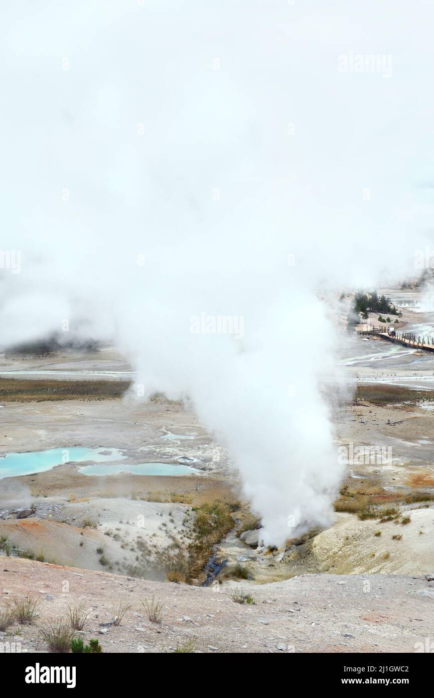 Steam spews from geyser in Norris Geyser Basin in Yellowstone National Park.  Palette Springs can be seen in background. Stock Photo