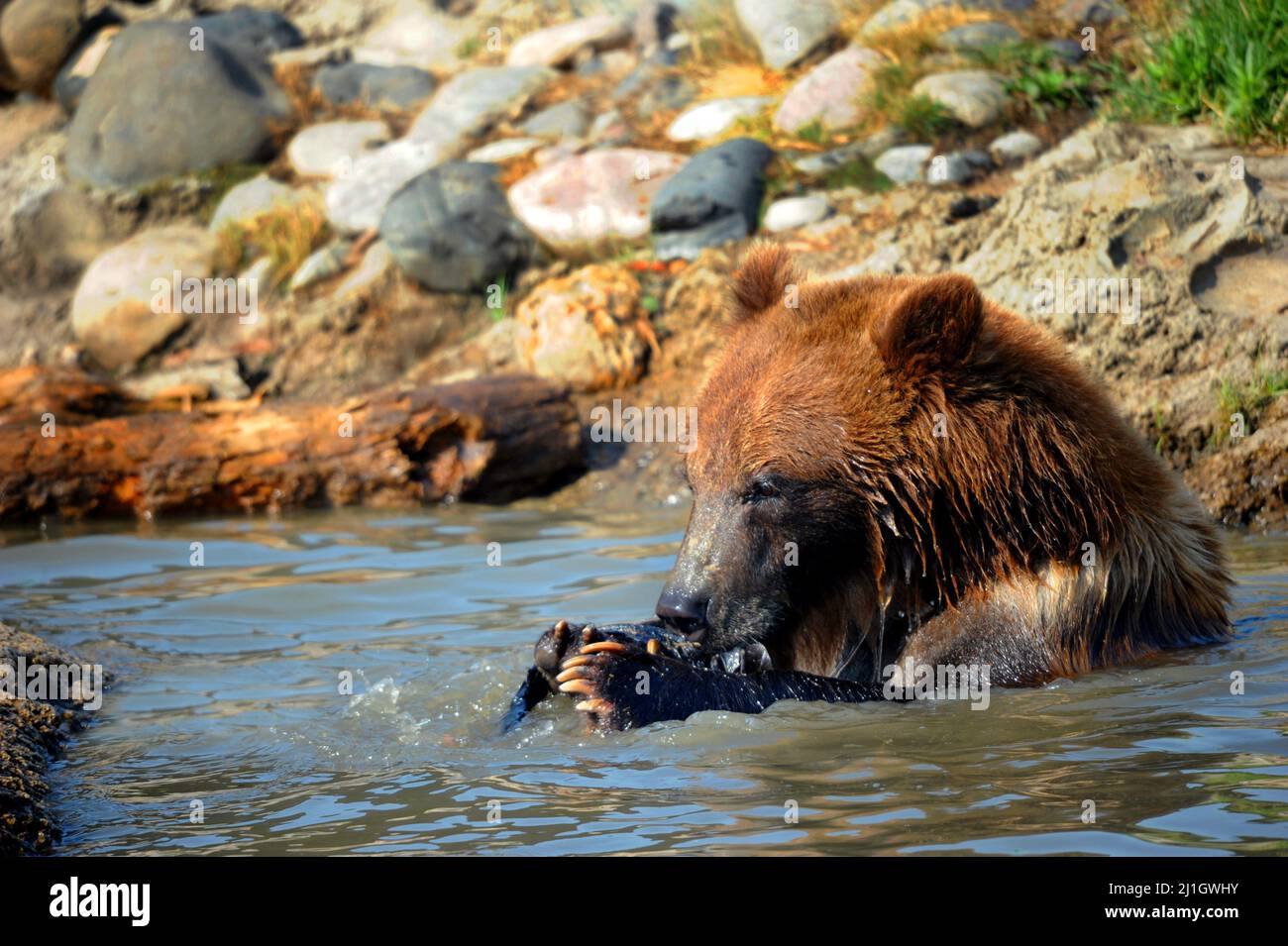 Young grizzly bear holds a fish in its paws and eats it while sitting in a pool of water. Stock Photo